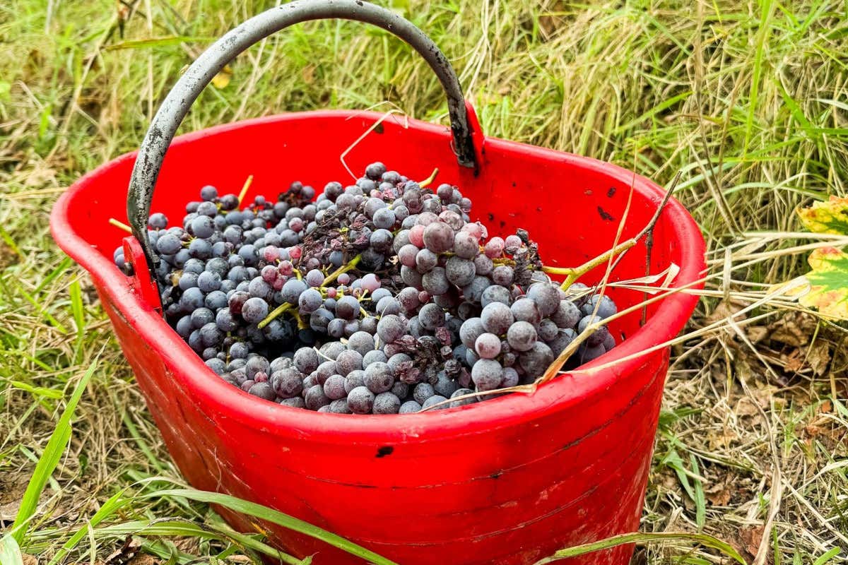 Il cambiamento climatico incide anche sulla vendemmia