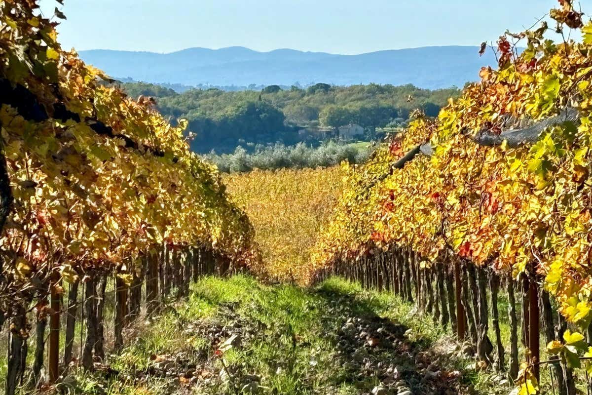 Capannelle cambia etichetta e mette il tempo al centro del Chianti Classico Capannelle cambia etichetta e mette il tempo al centro del Chianti Classico