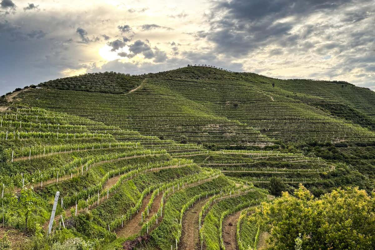 Albania, il vino riparte da vitigni rari e conquista nuovi mercati