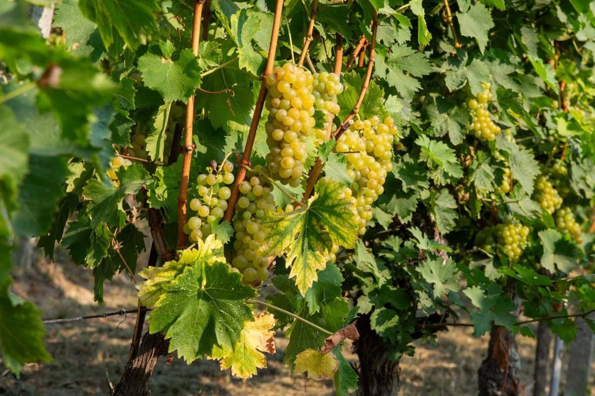 Asti Docg, vendemmia sotto controllo: confermate le rese, ma il mercato può cambiarle