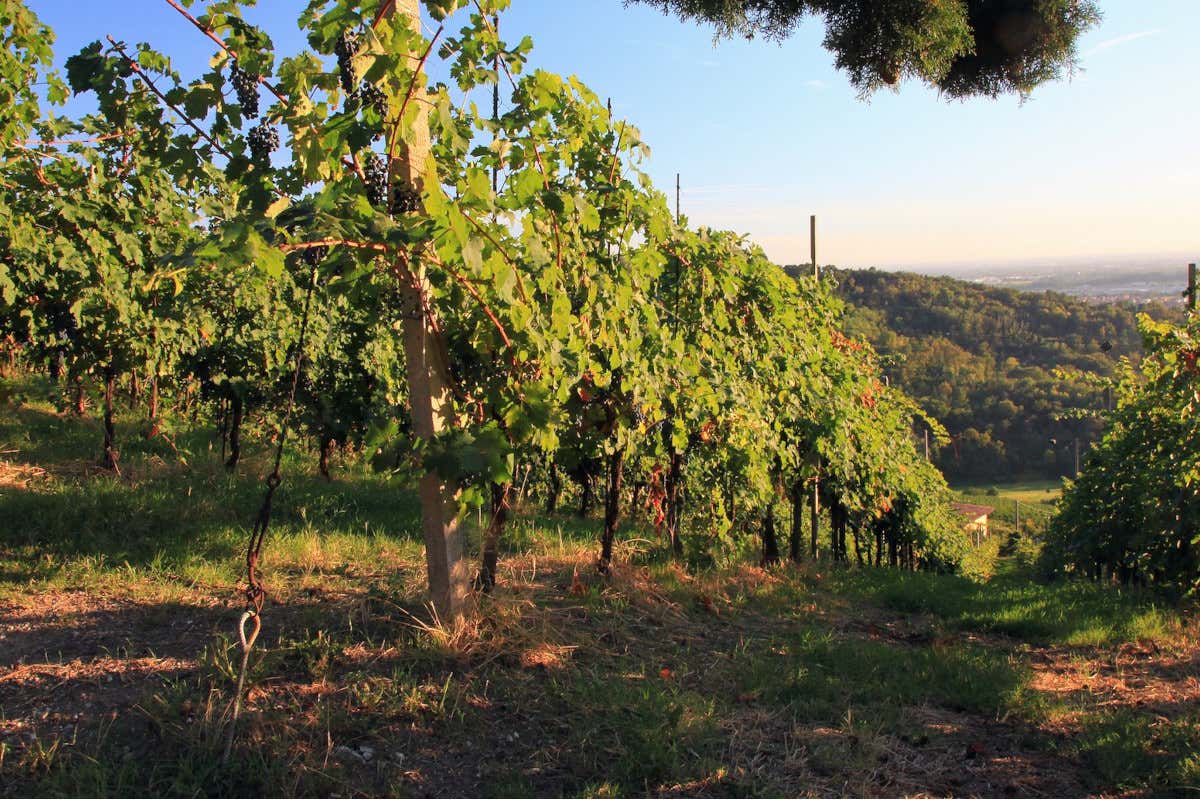 Il Valcalepio piange la scomparsa di Angelo Falconi Lutto nel mondo vitivinicolo bergamasco: è scomparso Angelo Falconi