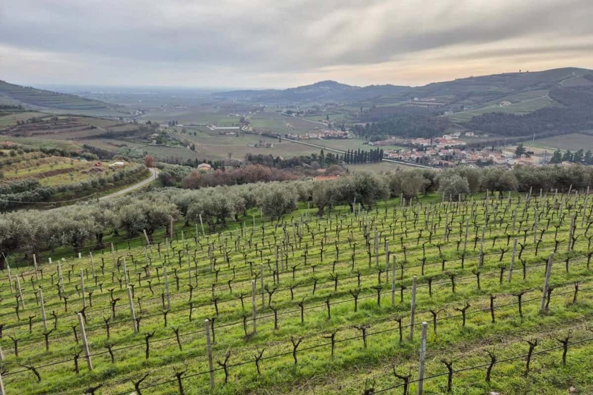 Amarone, un fine wine mondiale che strizza l'occhio allo Champagne Amarone, un fine wine mondiale che strizza l'occhio allo Champagne