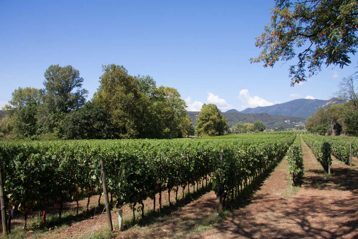 Valtènesi: i vigneti