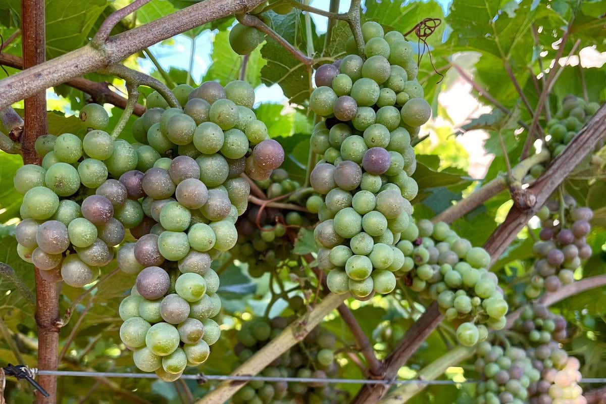 Vini a bassa gradazione: il progetto Doc delle Venezie parte dalla vendemmia 2025