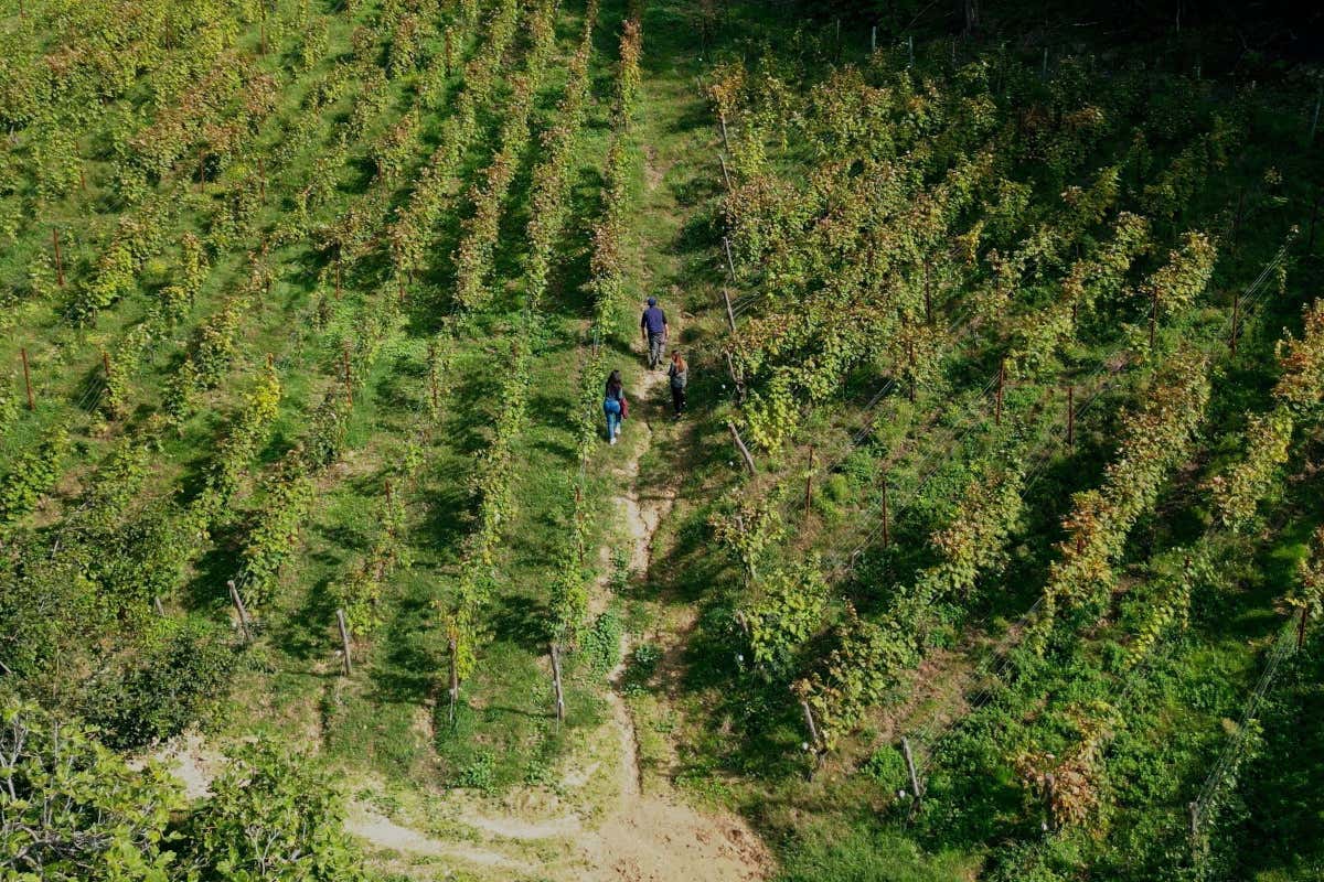 Vignaioli indipendenti, Babini nuova presidente per giocare un ruolo da protagonisti