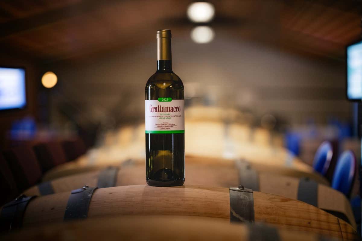 Grattamacco e la sfida dei pionieri: quando la visione di Meletti Cavallari cambiò Bolgheri