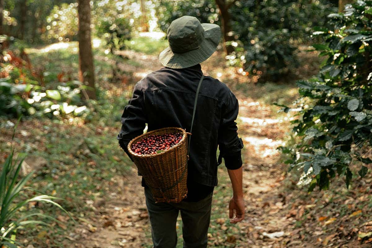 Meinl Barista Cup: i vincitori in Honduras per scoprire il volto del caffè etico