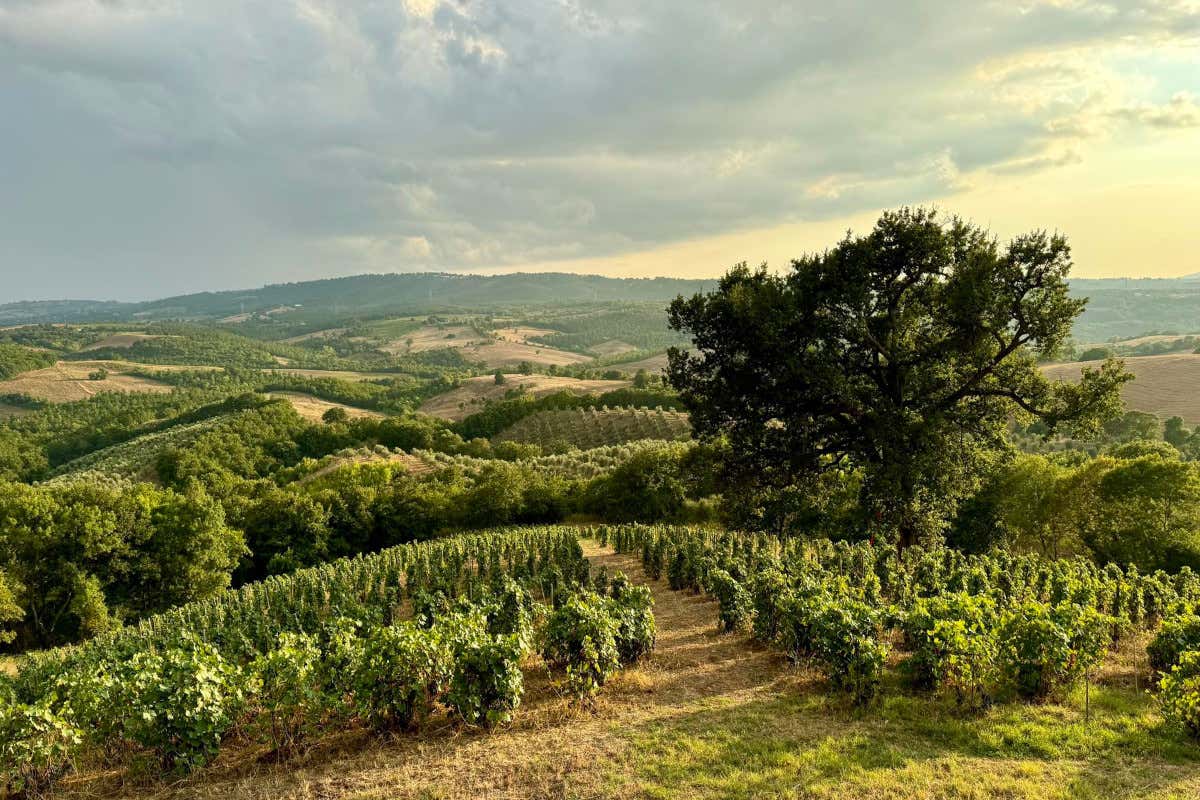Nella Maremma grossettana il vino nasce in un ecosistema di filari, boschi e oliveti Nella Maremma grossettana il vino nasce in un ecosistema di filari, boschi e oliveti