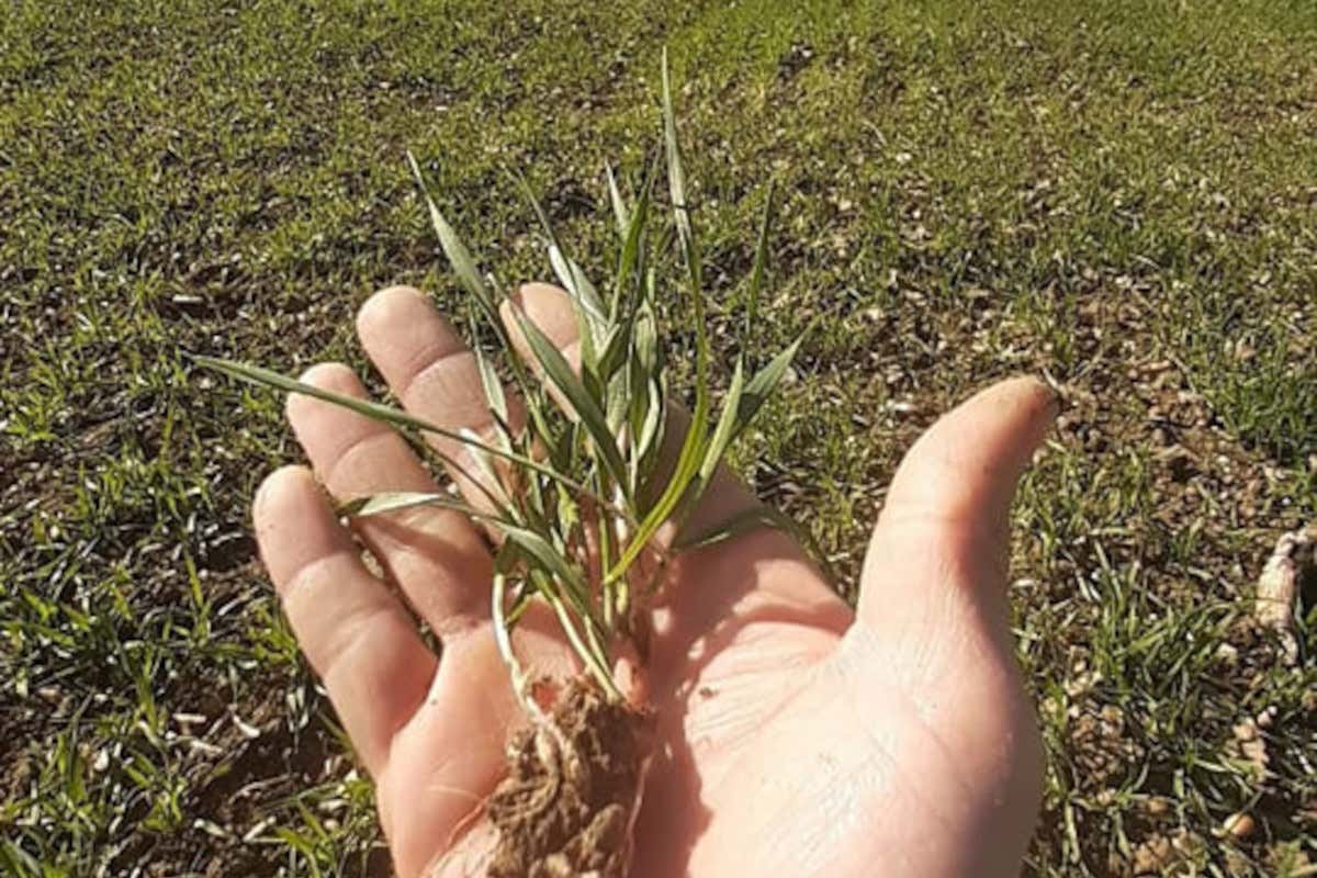 L’orzo biologico dei Monti Sibillini entra nel bicchiere di birra di Mastio L’orzo biologico dei Monti Sibillini entra nel bicchiere di birra di Mastio