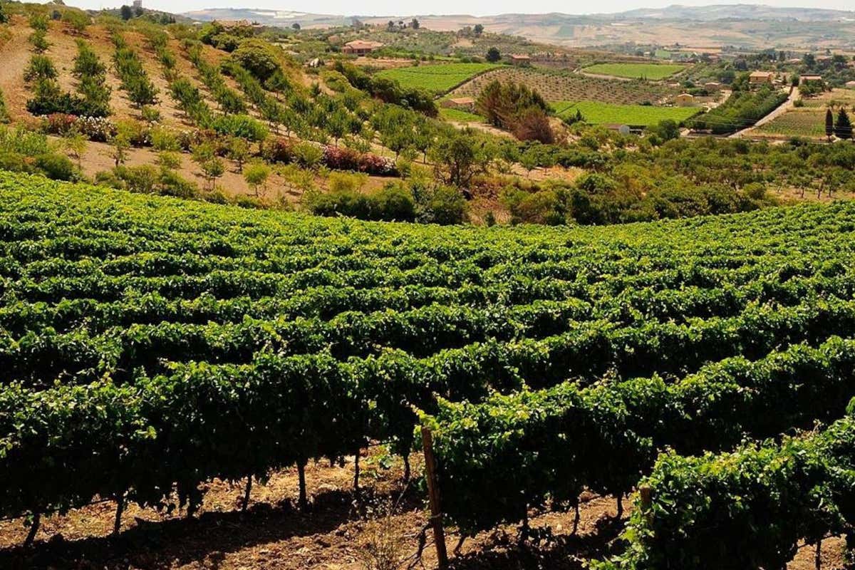 [Rosé] di Morgante: un'eccellente espressione del Nero d’Avola