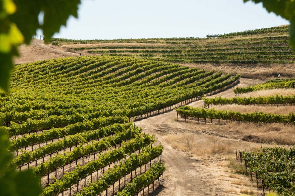 Ascovilo, la prossima sfida di Prandini è coinvolgere anche il Consorzio Franciacorta