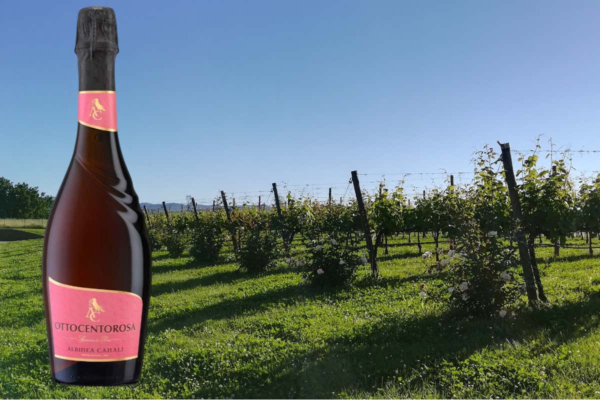 Bediver, Ottocentorosa e mixology: tutte le novità di Cantine Riunite & Civ Bediver, Ottocentorosa e mixology: tutte le novità di Cantine Riunite & Civ