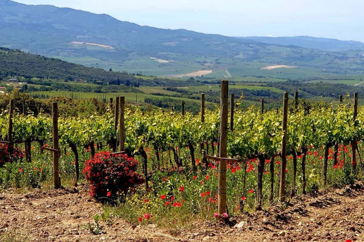 Querce Bettina è stata acquisita dal gruppo La Faretra DA USARE