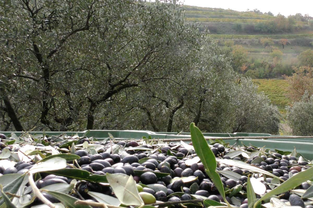 Meno olive, più qualità: come le stagioni complicate esaltano l’olio evo