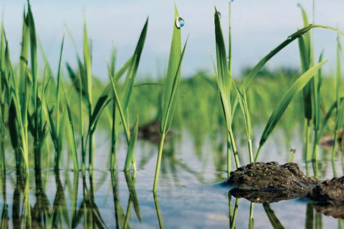 Risò, il festival che trasforma Vercelli nella capitale internazionale del riso
