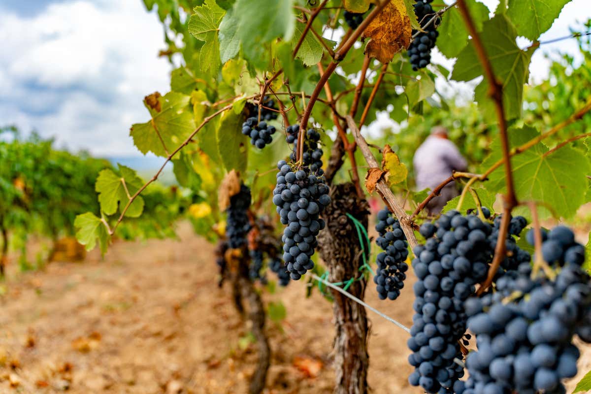 Maremma toscana e Massa Marittima: una Strada del Vino e due Doc tutte da scoprire Maremma toscana e Massa Marittima: una Strada del Vino e due Doc tutte da scoprire