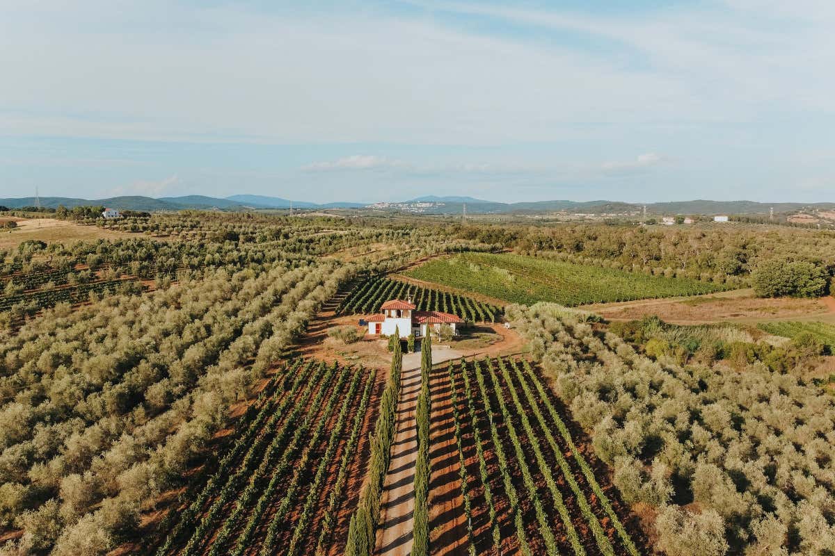 Maremma toscana e Massa Marittima: una Strada del Vino e due Doc tutte da scoprire Maremma toscana e Massa Marittima: una Strada del Vino e due Doc tutte da scoprire