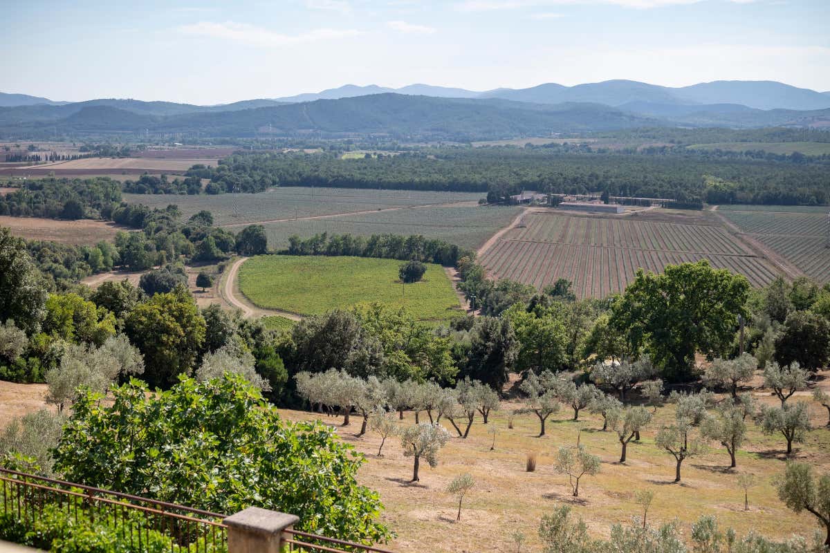Maremma toscana e Massa Marittima: una Strada del Vino e due Doc tutte da scoprire Maremma toscana e Massa Marittima: una Strada del Vino e due Doc tutte da scoprire