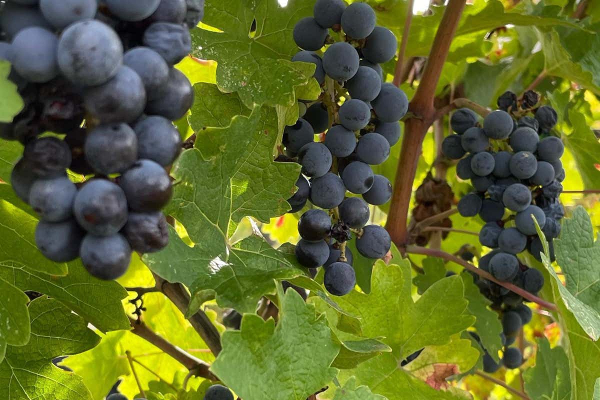 Capezzana, 100 anni nel calice: la verticale che racconta un secolo di vino