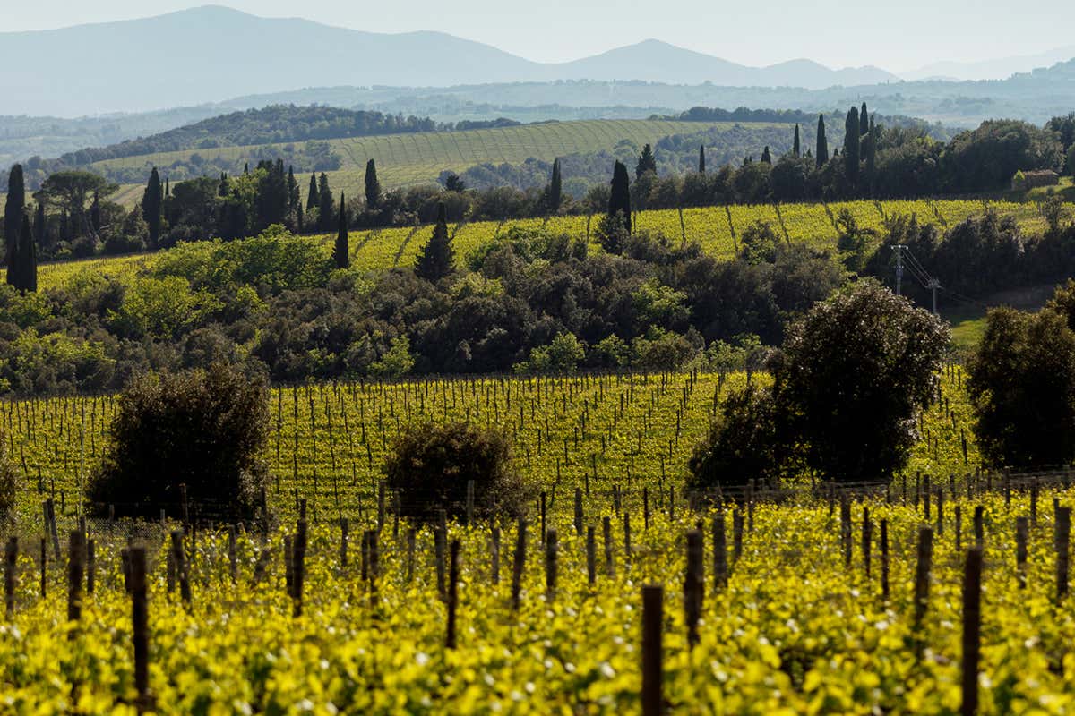 Luce, il vino icona di Tenuta Luce, si racconta in 30 vendemmie