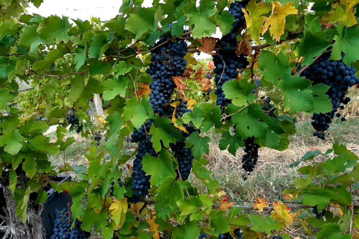 Acquisita Tenuta del Pizzolo: Cavagna e Piccinelli puntano sull’Oltrepò pavese Acquisita Tenuta del Pizzolo: Cavagna e Piccinelli puntano sull’Oltrepò pavese