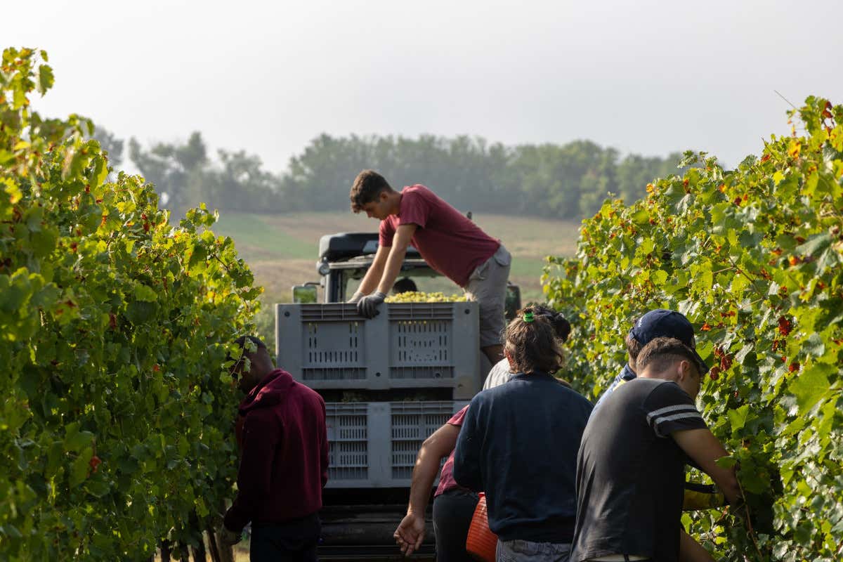 In Umbria il vino parla di legno e sostenibilità: la rinascita di Terre Margaritelli In Umbria il vino parla di legno e sostenibilità: la rinascita di Terre Margaritelli