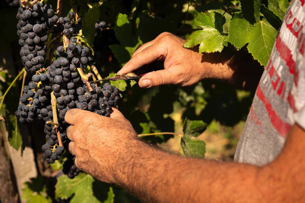 Oltrepò e la battaglia del vino: fra investitori, responsabilità e fantasie di sfiducie Oltrepò e la battaglia del vino: fra investitori, responsabilità e fantasie di sfiducie