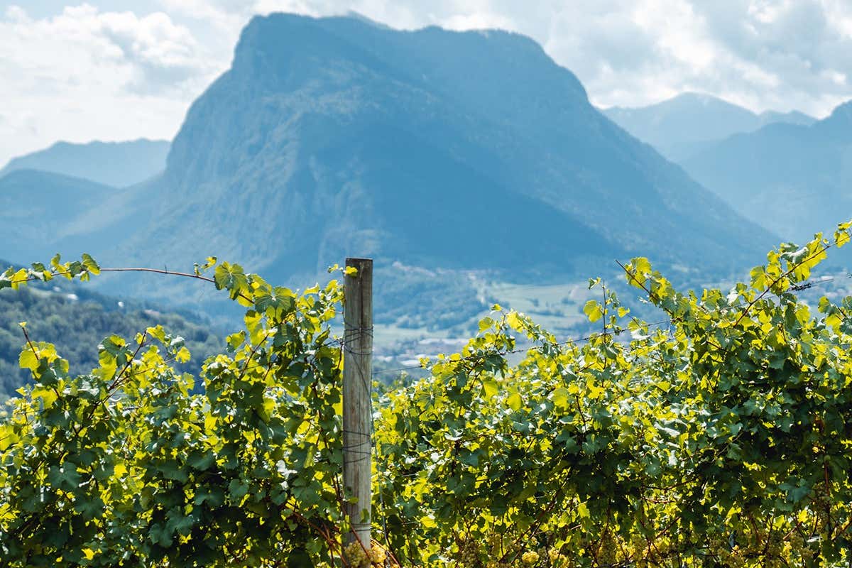 Enoturismo, ricerca e formazione: come il Trentodoc Festival racconta il Trentino Enoturismo, ricerca e formazione: come il Trentodoc Festival racconta il Trentino