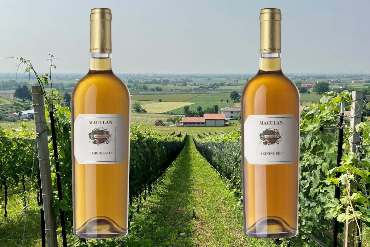 Fausto Maculan: il provocatore del vino dolce che osa con i piatti salati