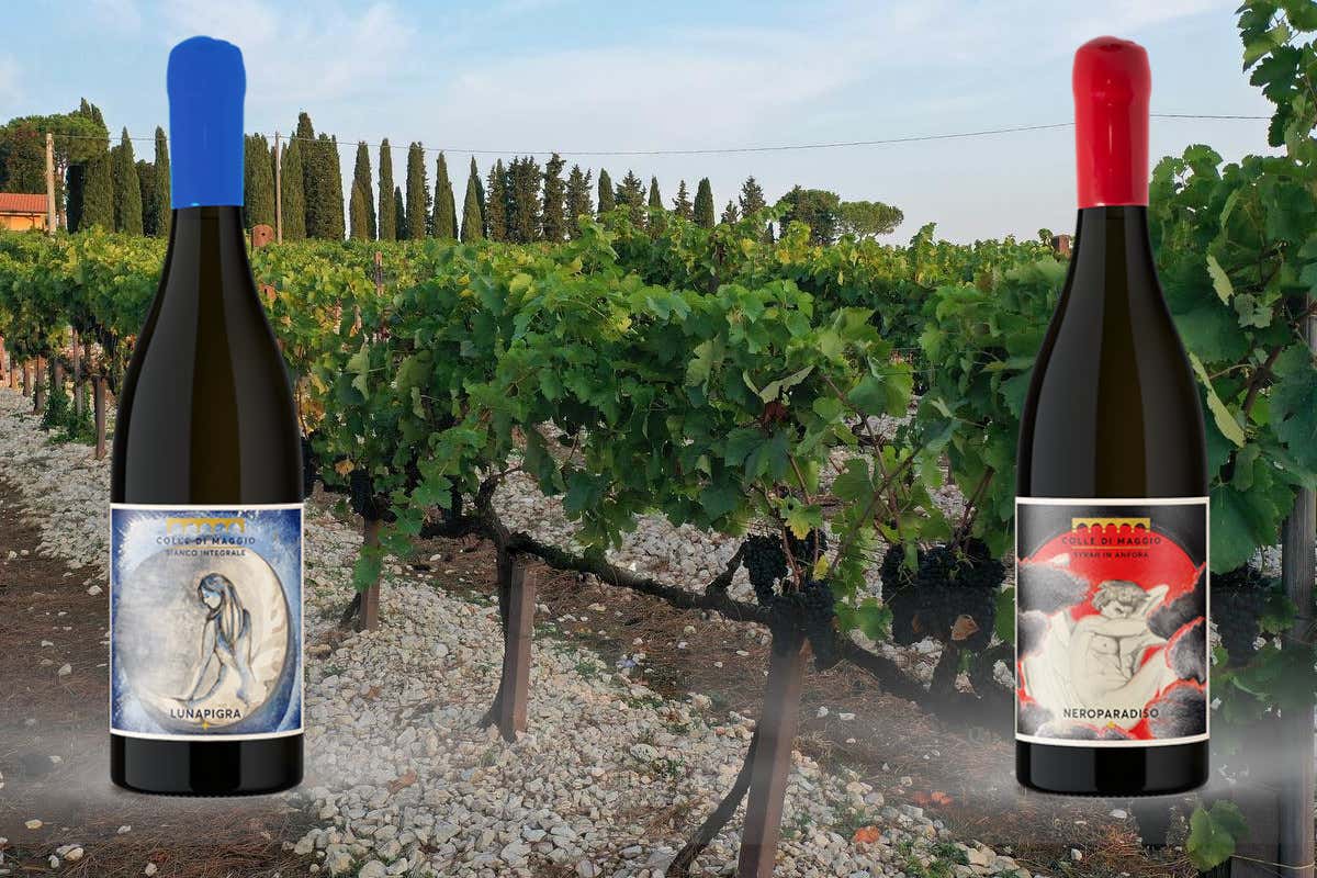 Colle di Maggio: l'azienda vinicola che racconta il Lazio in bottiglia Colle di Maggio: l'azienda vinicola che racconta il Lazio in bottiglia