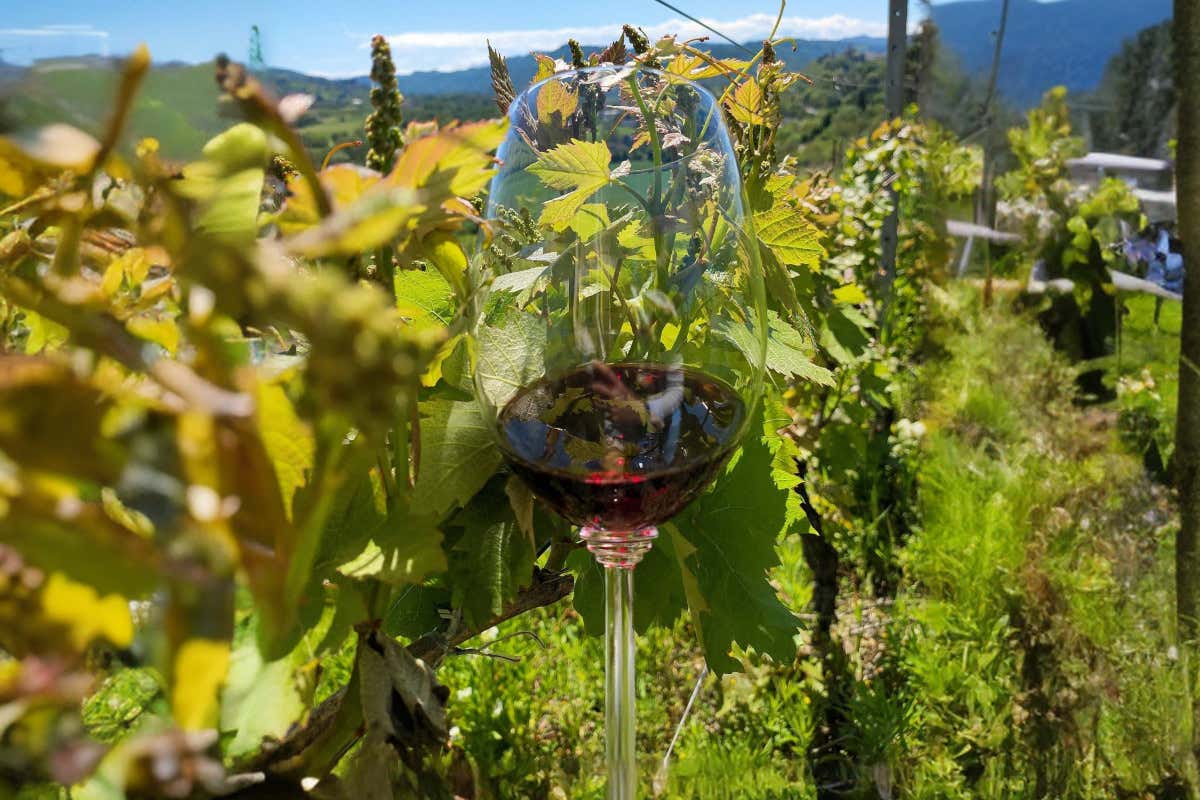 Genevitis: sei regioni italiane unite in un progetto di vini sostenibili e identitari