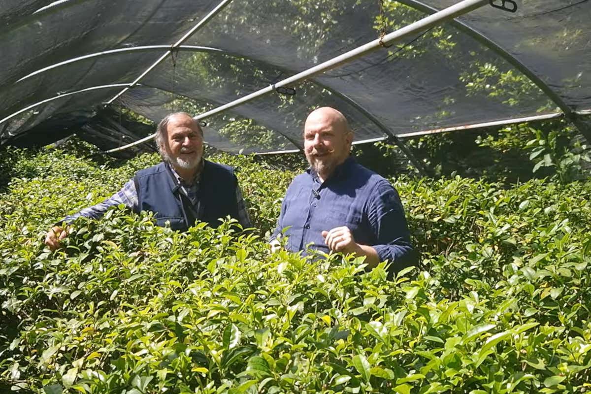 Tè bianco e tè nero nascono dalla stessa foglia: il segreto è nel germoglio
