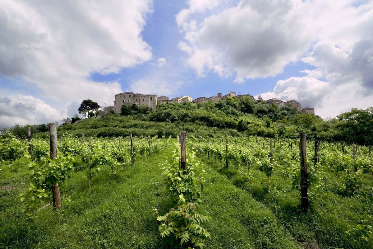 Ecco il laboratorio del vino italiano che in Irpinia sfida clima, mercato e identità