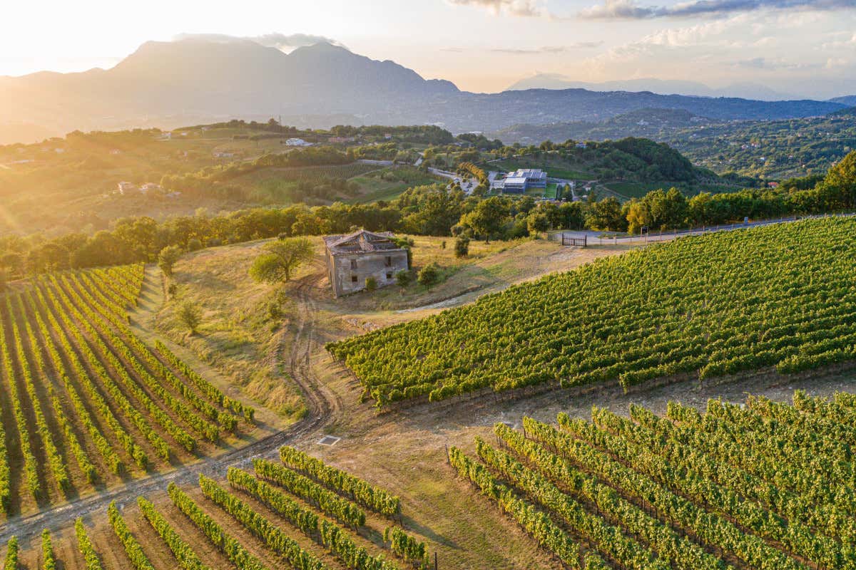 Ecco il laboratorio del vino italiano che in Irpinia sfida clima, mercato e identità