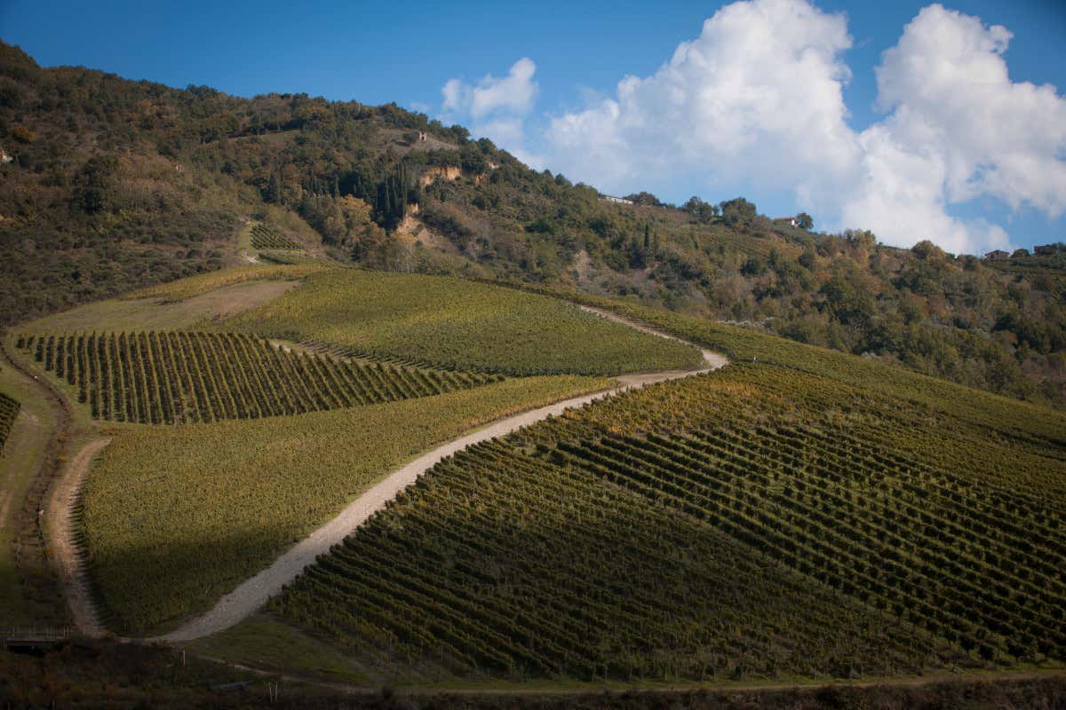 Ecco il laboratorio del vino italiano che in Irpinia sfida clima, mercato e identità