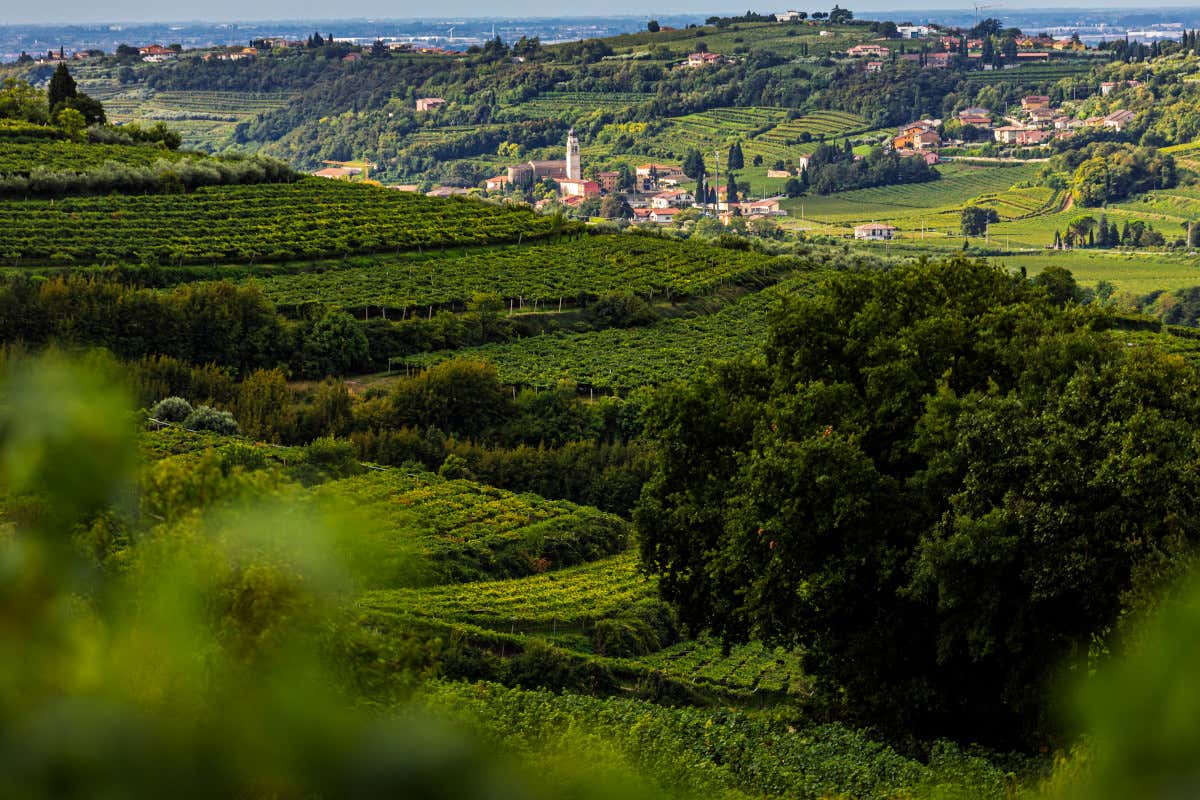 12 aziende e un’idea comune: la Valle di Mezzane prova a diventare sottozona ufficiale 12 aziende e un’idea comune: la Valle di Mezzane prova a diventare sottozona ufficiale