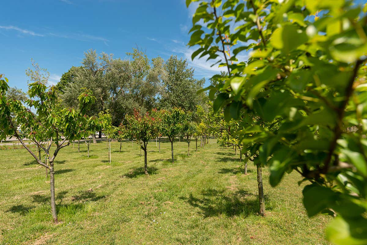 Natura incontaminata Albarella, vacanze slow nell’isola green alla Foce del Po