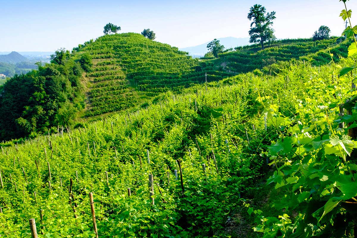 Il Cartizze Foss Marai: qualità, eleganza e legame con il territorio