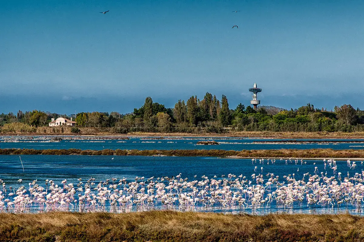 Fenicotteri rosa in acqua Albarella, vacanze slow nell&rsquo;isola green alla Foce del Po