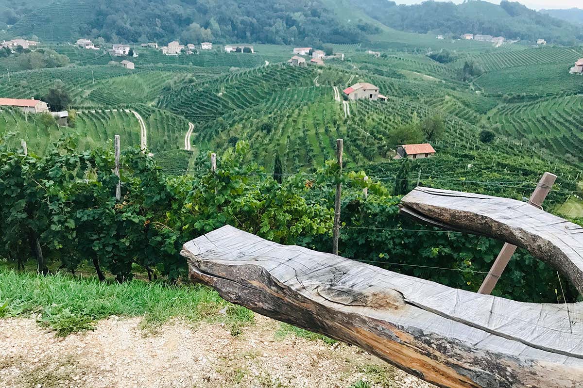 I vigneti dell'azienda Foss Marai: qualità, eleganza e legame con il territorio