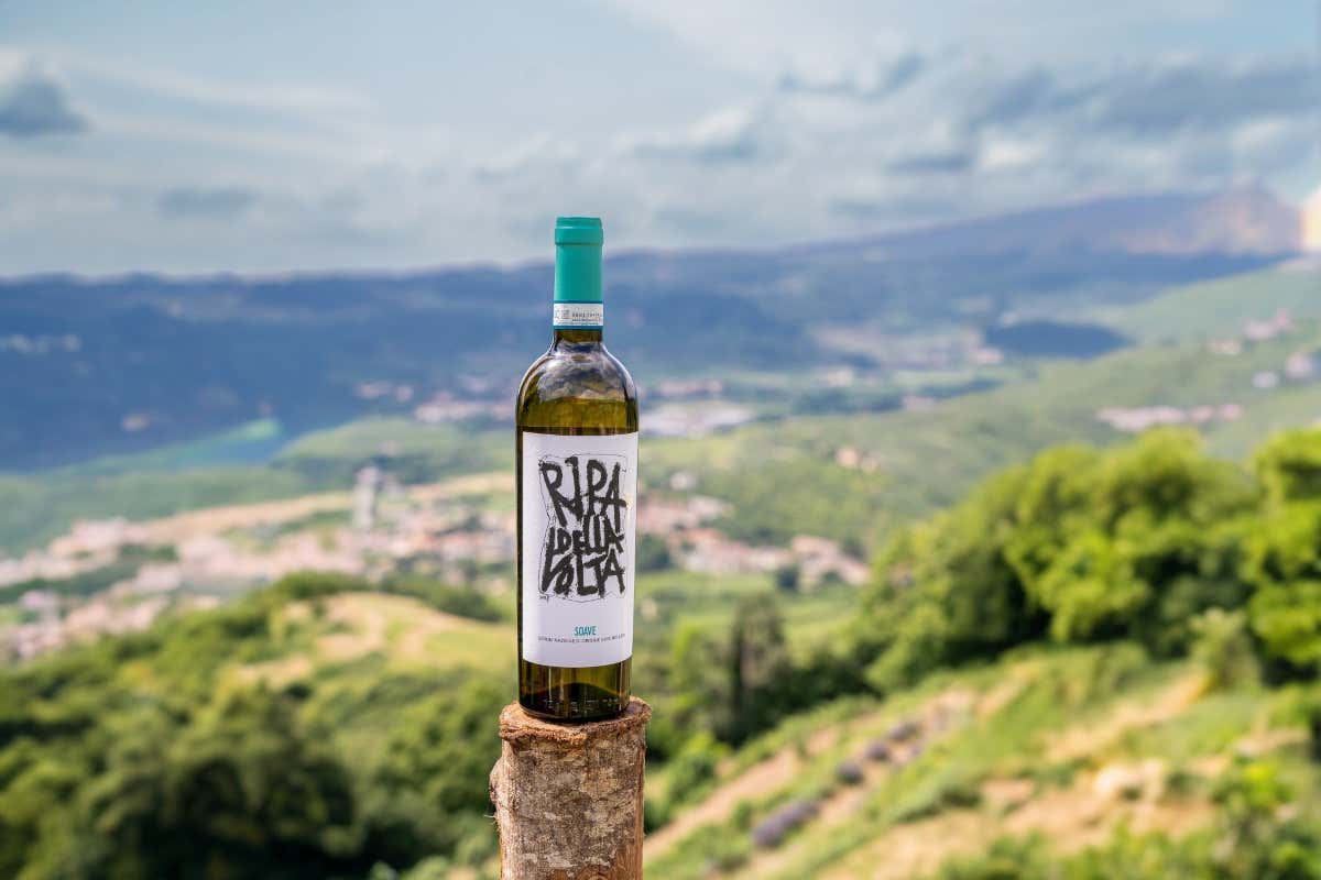 Viticoltura biologica e ricerca scientifica: il modello di Ripa della Volta