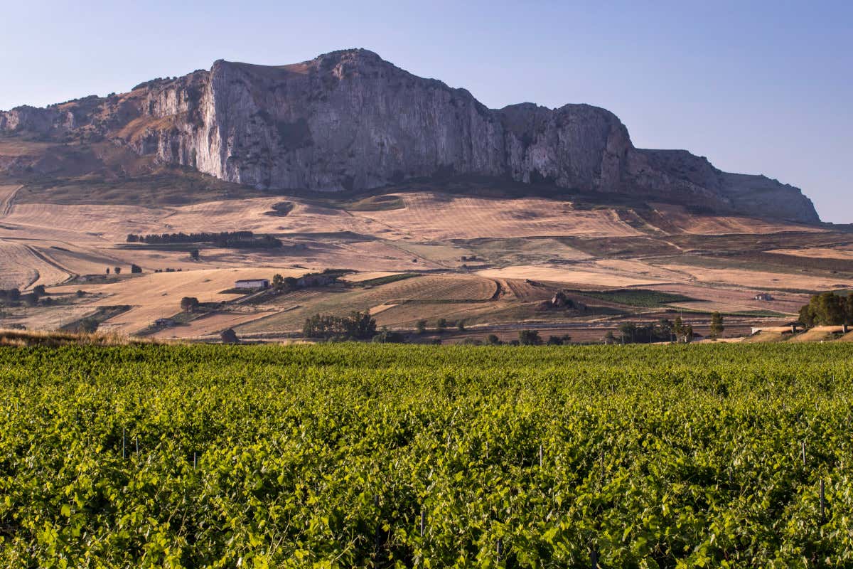 Dove c'era la mafia oggi nasce vino: la storia della cantina siciliana del riscatto