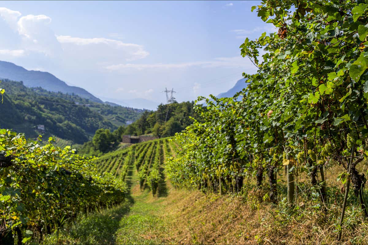 Cantina La Vis rinnova la linea Ritratti: sei vini con nuove etichette d'autore Cantina La Vis rinnova la linea Ritratti: sei vini con nuove etichette d'autore