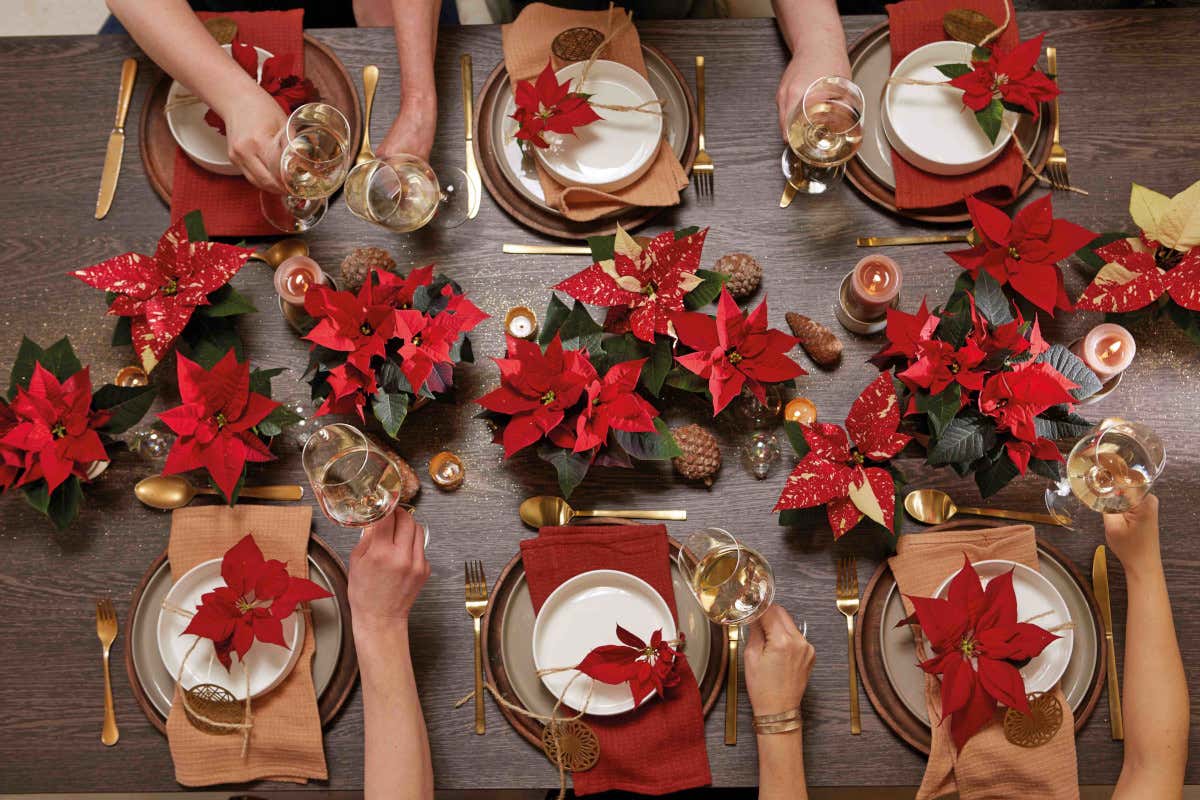 Stella di Natale, il gran ritorno che scalda gli ambienti: idee scenografiche per hotel e ristoranti