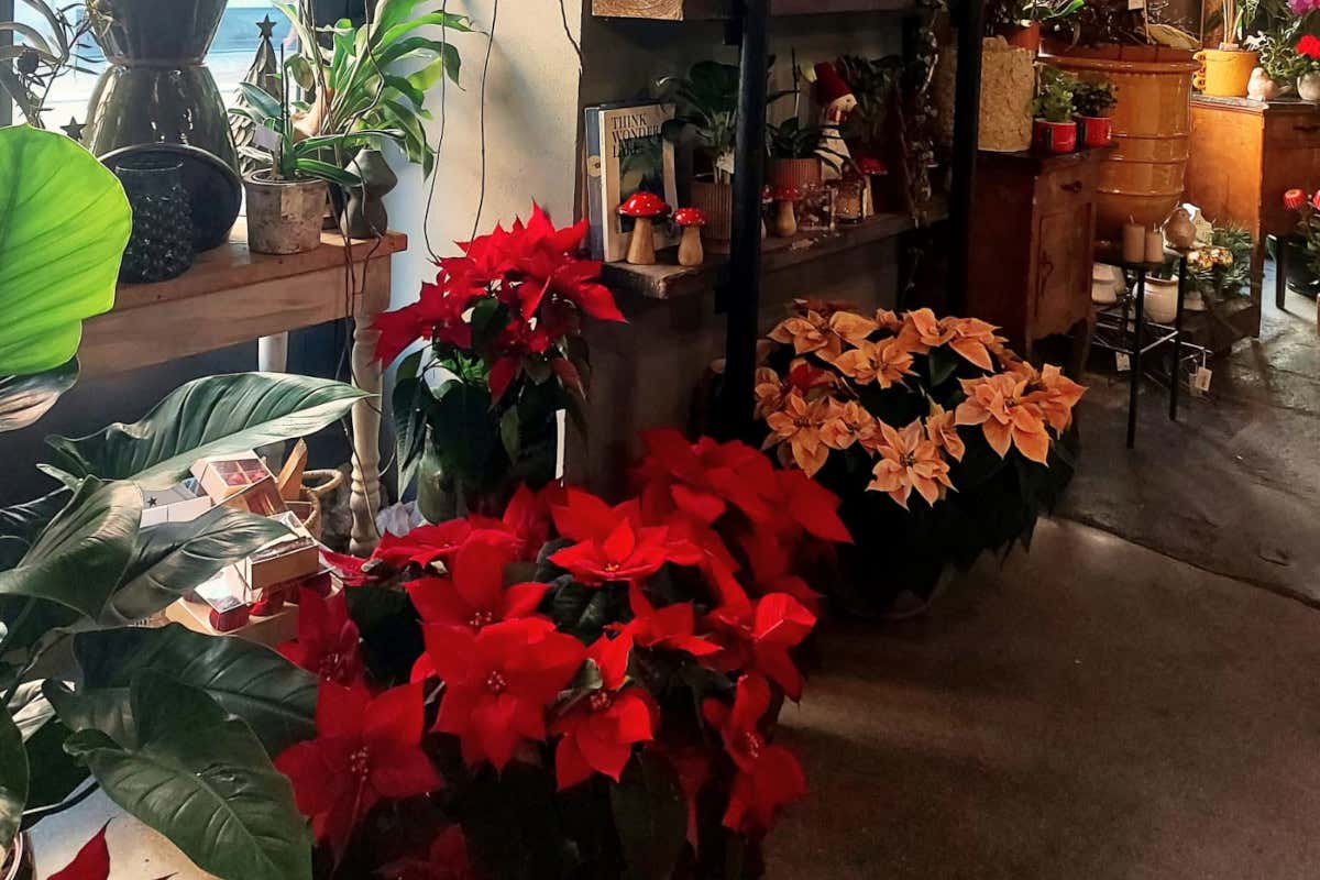 Stella di Natale, il gran ritorno che scalda gli ambienti: idee scenografiche per hotel e ristoranti