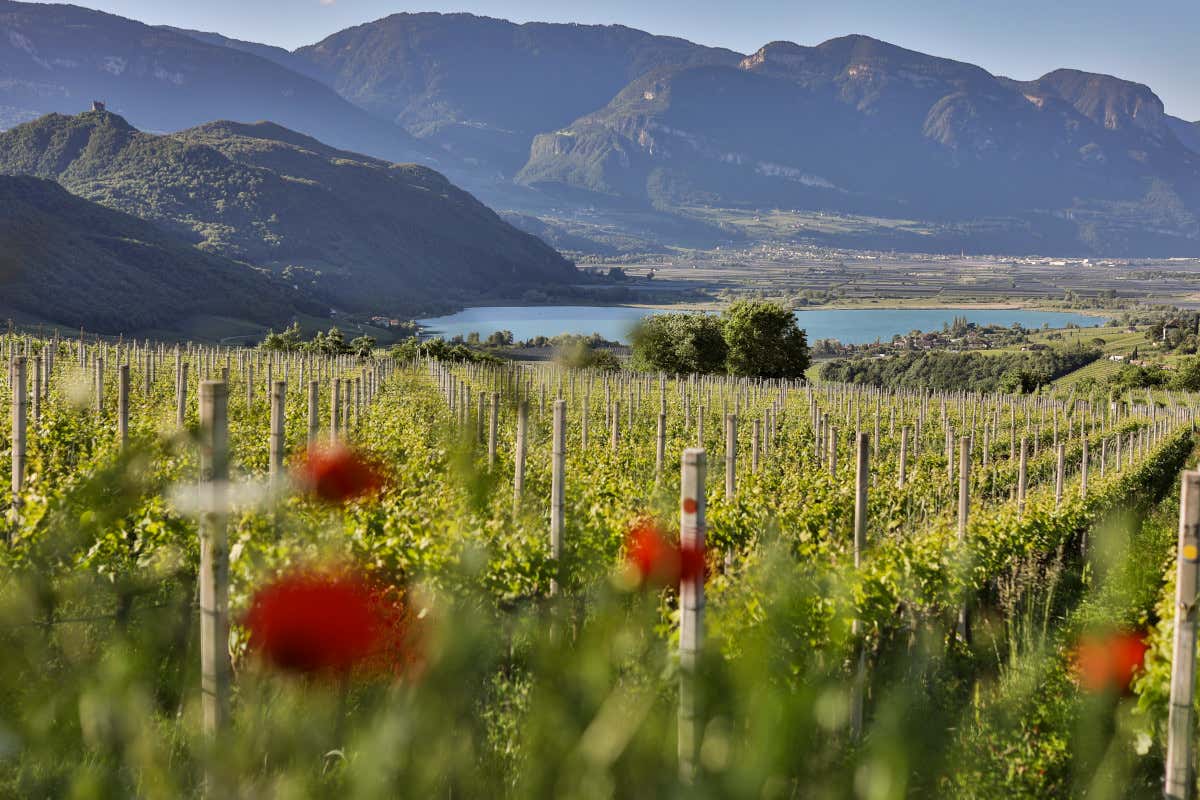 Caldaro, la Schiava torna al centro con il rilancio del territorio Caldaro, la Schiava torna al centro con il rilancio del territorio