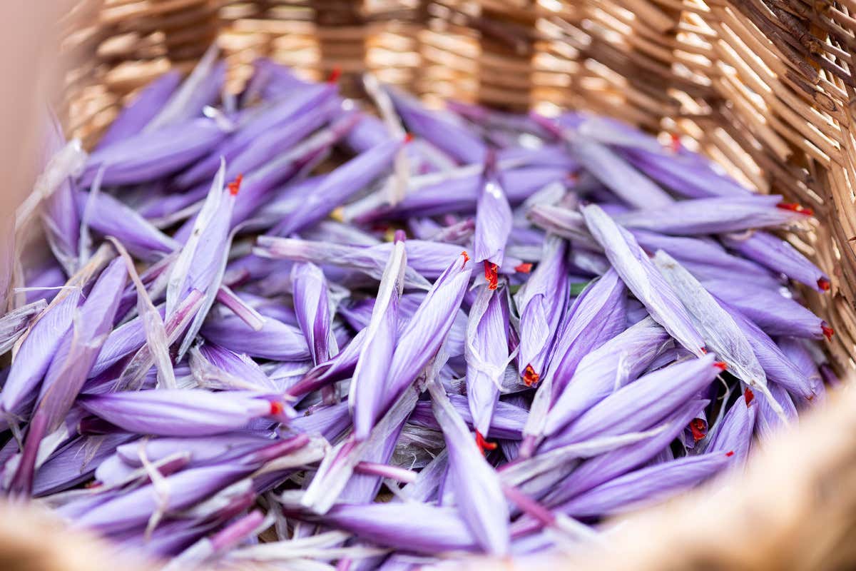 Viaggio in Valsesia: alla scoperta di storia, natura e sapori autentici