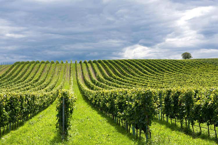 Falanghina, il vitigno a bacca bianca simbolo della Dop del Sannio