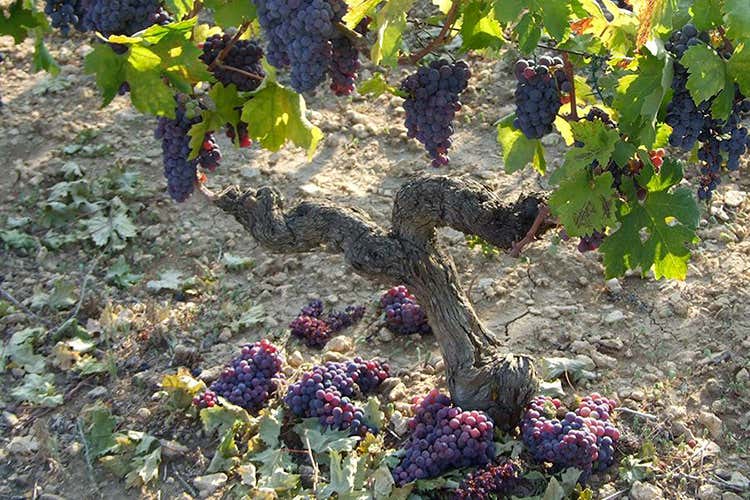 (Farnese Vini leader in Puglia con Cantina di Sava nel gruppo)