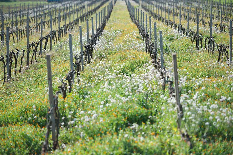 (Farnese Vini e la riscossa del Sud agricolo &laquo;Siamo stati il traino che non c'era&raquo;)